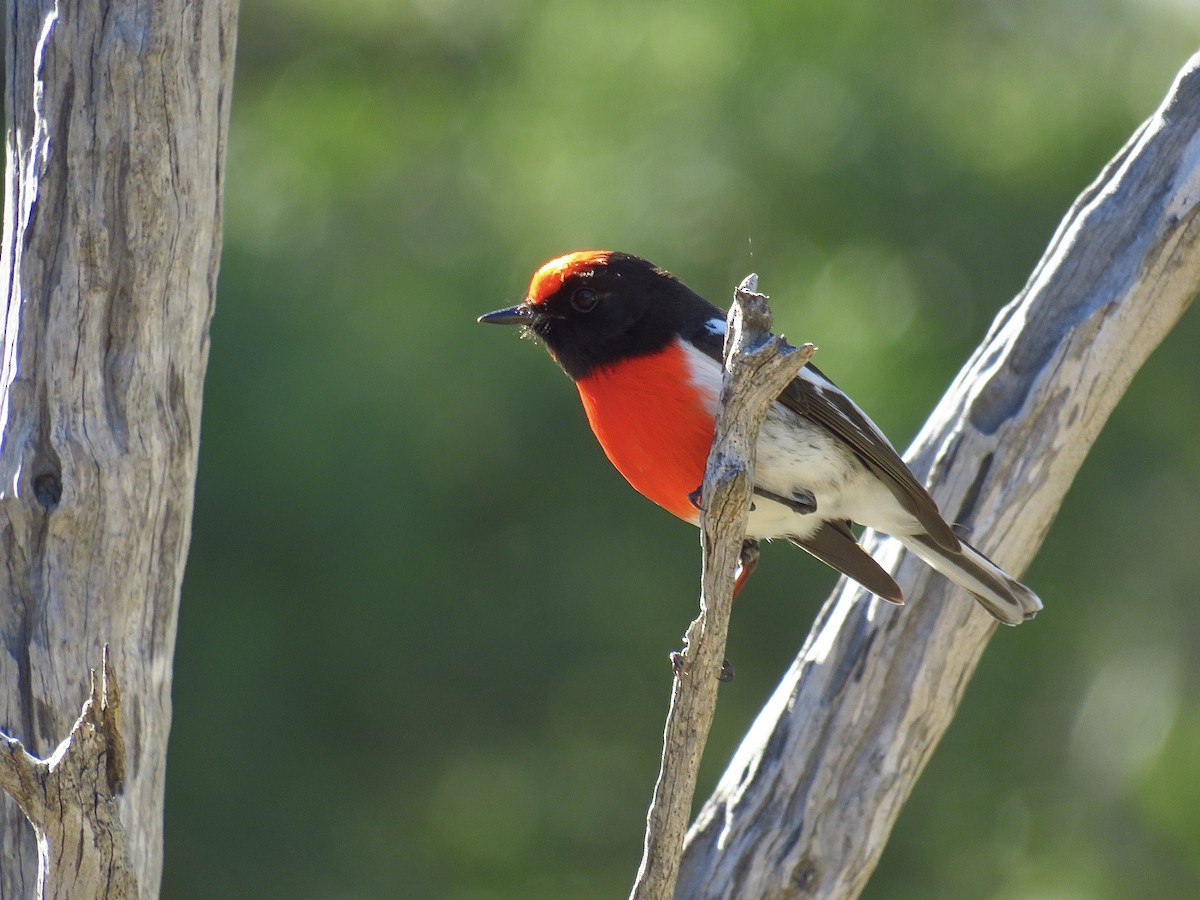 Red-capped Robin - ML620779067