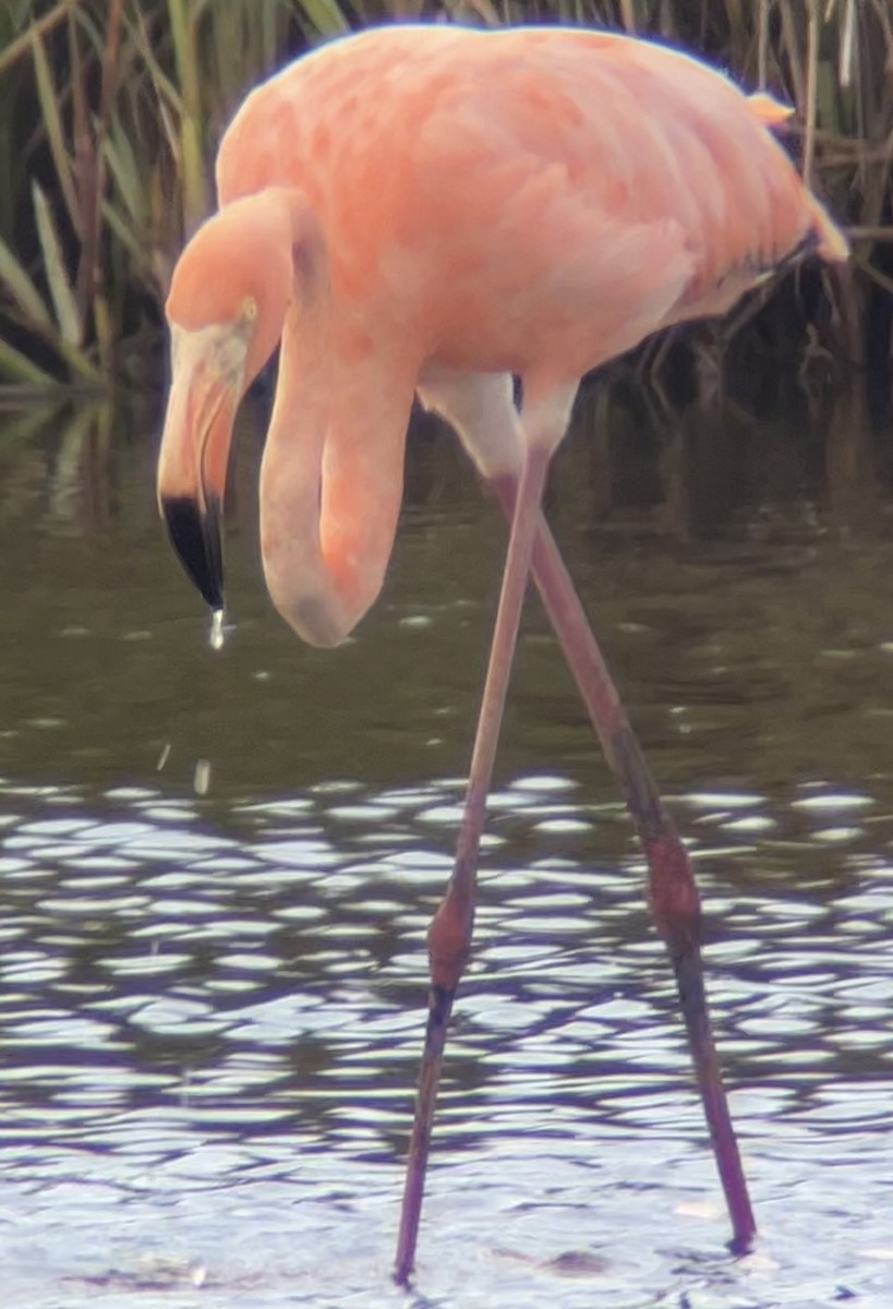 Flamant des Caraïbes - ML620779069