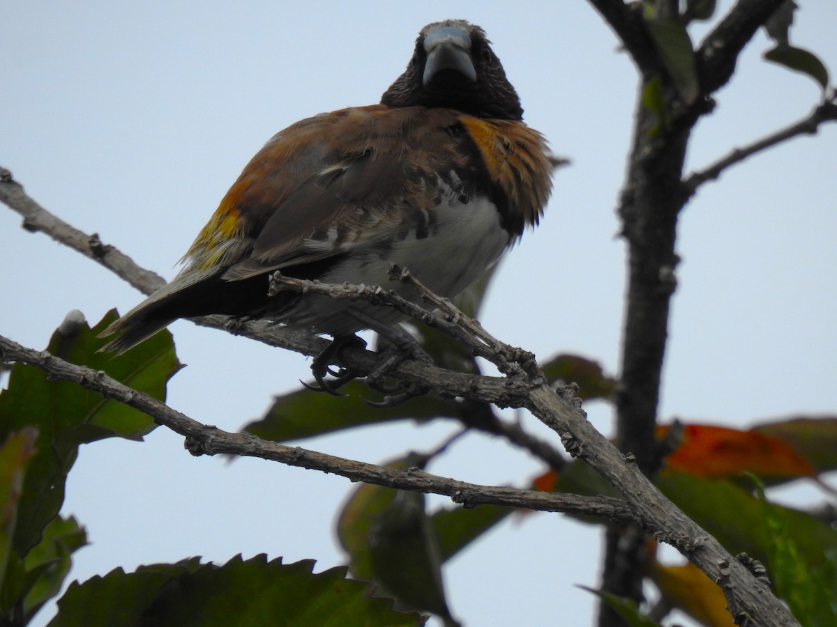 Chestnut-breasted Munia - ML620779071