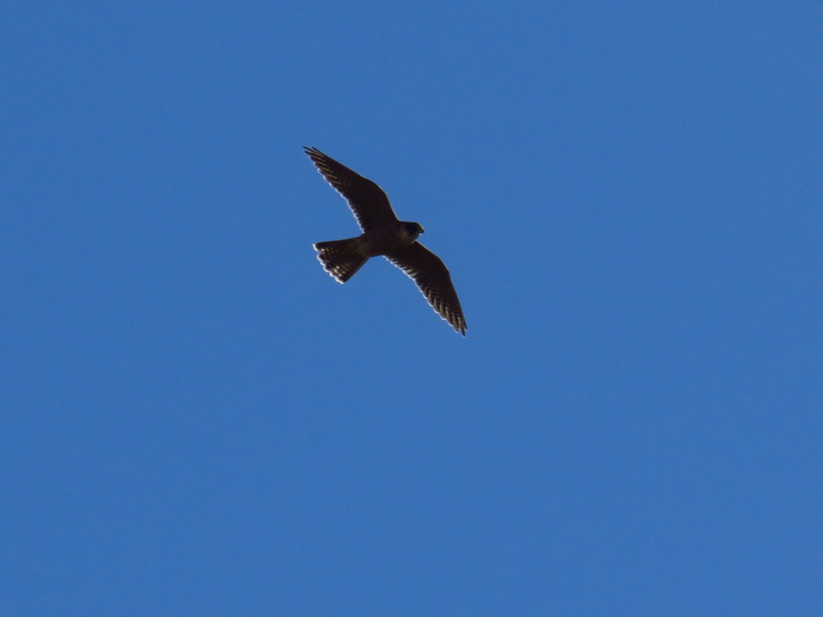 Australian Hobby - ML620779072