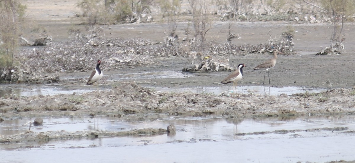 Red-wattled Lapwing - ML620779073