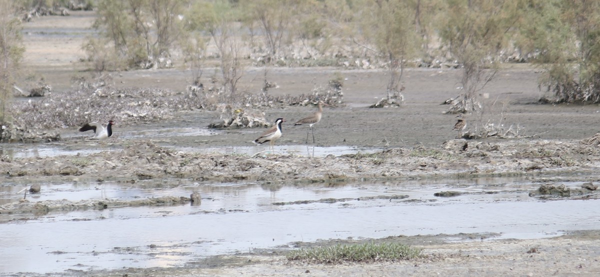 Red-wattled Lapwing - ML620779074