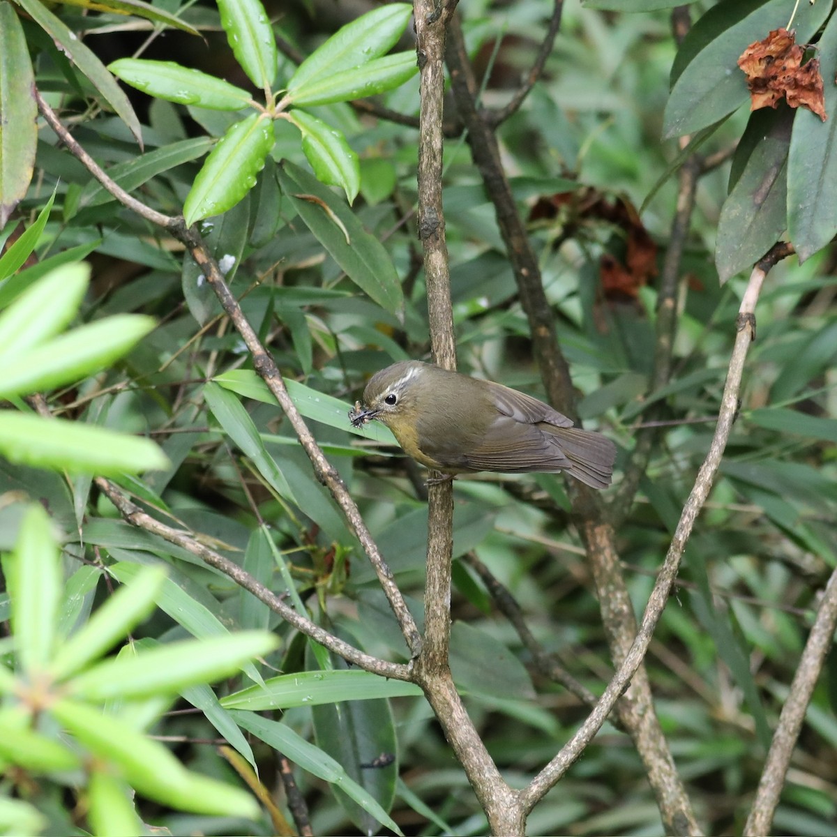 Robin à sourcils blancs - ML620779078