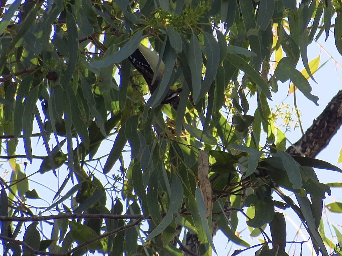 Spotted Pardalote - ML620779080