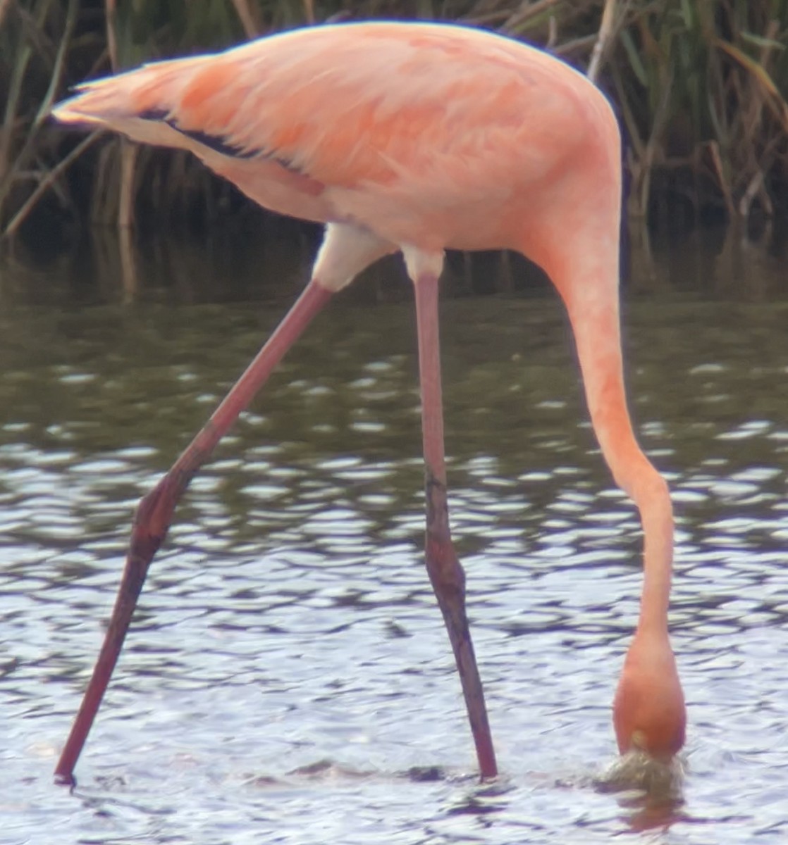 Flamant des Caraïbes - ML620779081