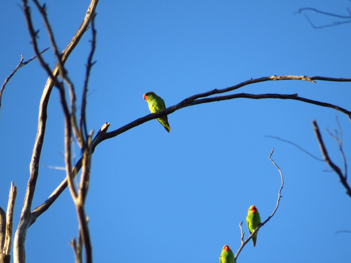 Little Lorikeet - ML620779083