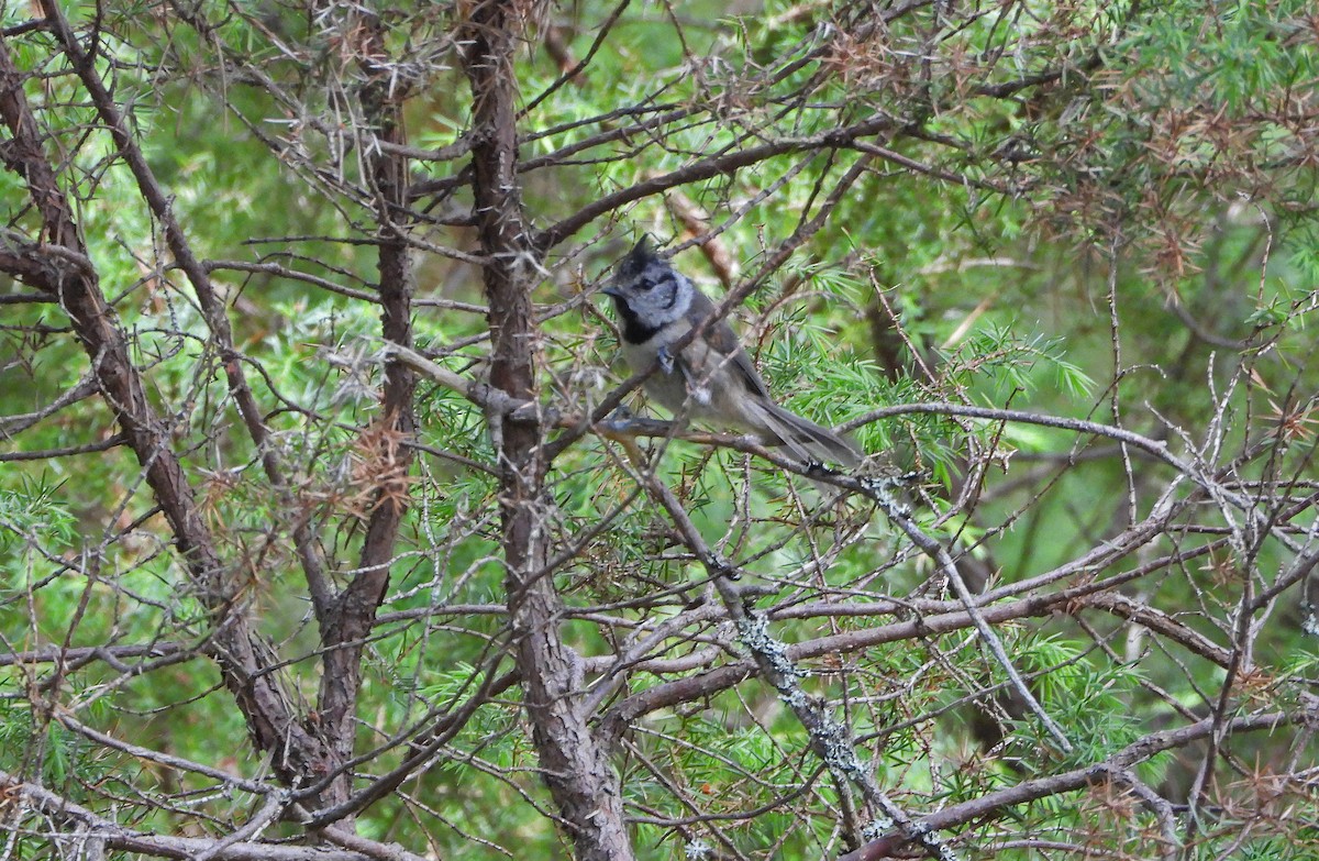 Crested Tit - Paul Lewis