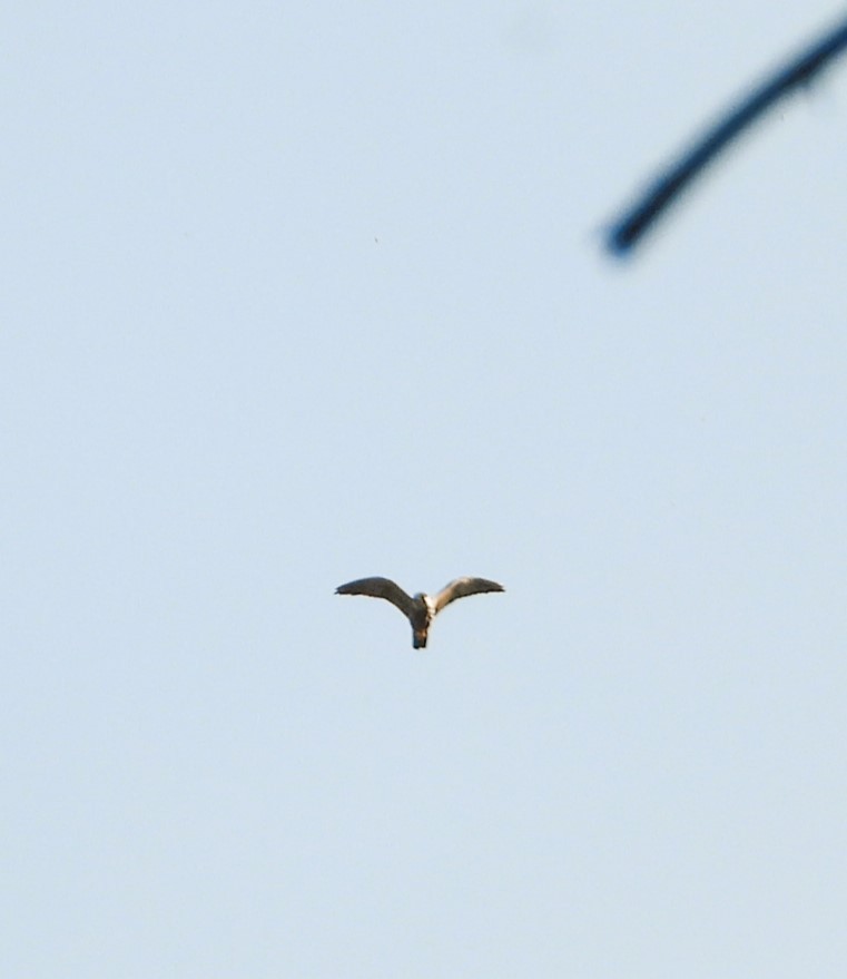 Eurasian Hobby - Jiří Rohlena