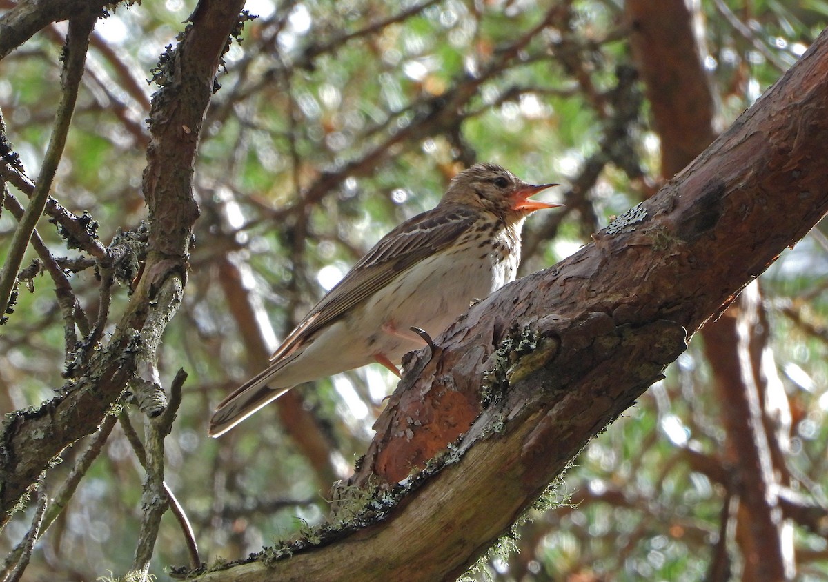 Tree Pipit - ML620779093