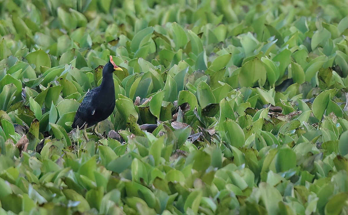 Watercock - ML620779097