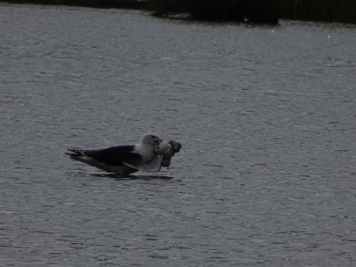 Great Black-backed Gull - ML620779100