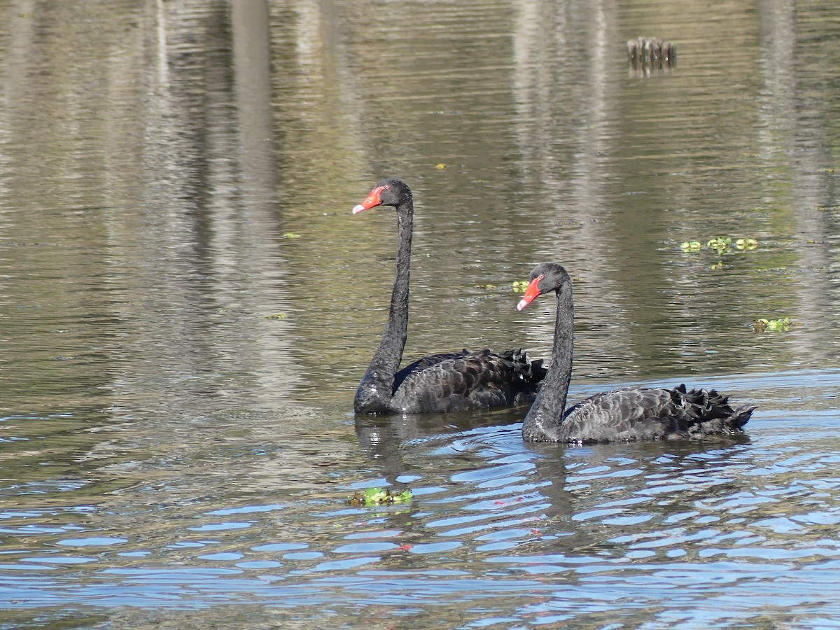 Cisne Negro - ML620779101