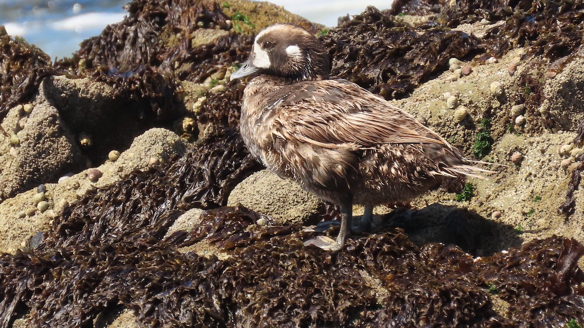 Harlequin Duck - ML620779102