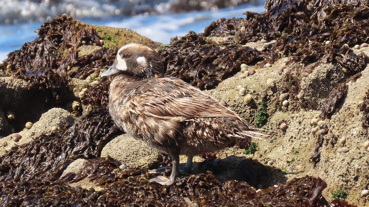 Harlequin Duck - ML620779103