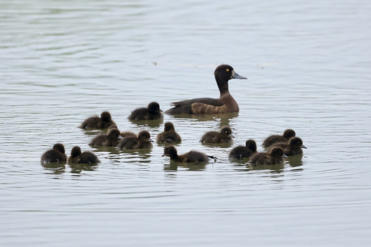 Tufted Duck - ML620779104