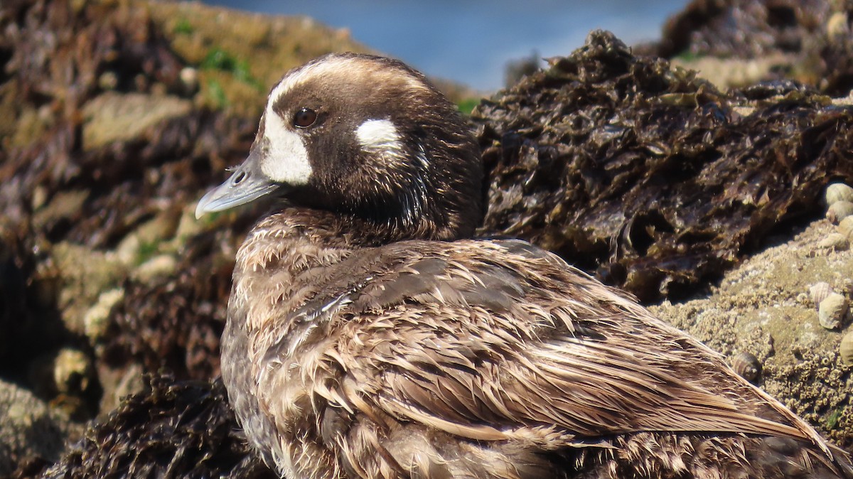 Harlequin Duck - ML620779105