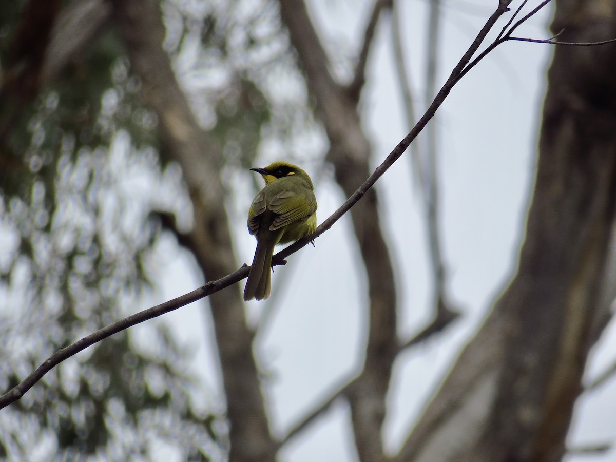 Yellow-tufted Honeyeater - ML620779106