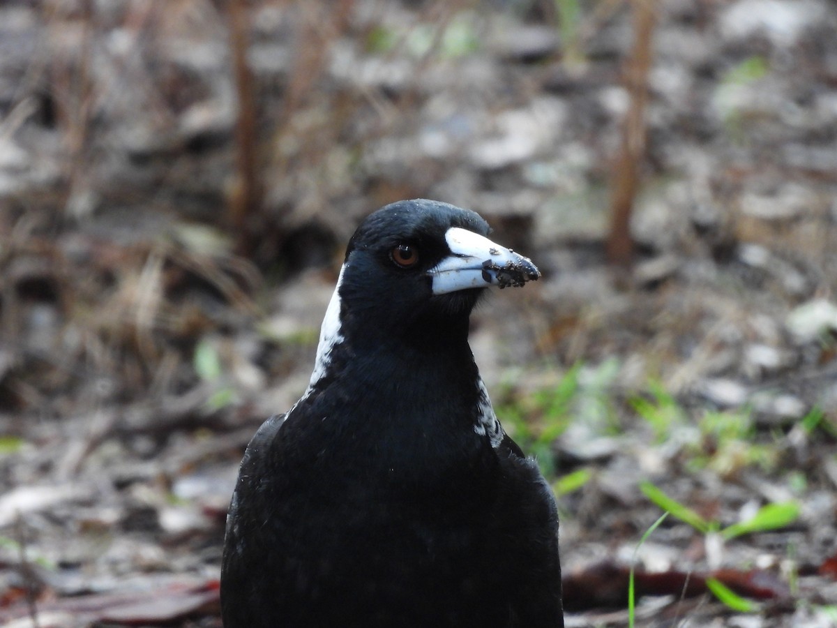 Australian Magpie - ML620779107