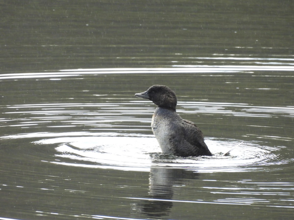 Musk Duck - ML620779108