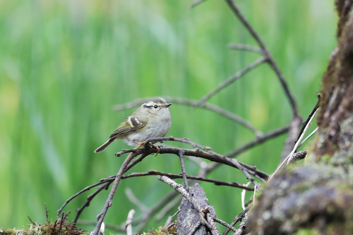 Sichuan Leaf Warbler - ML620779113