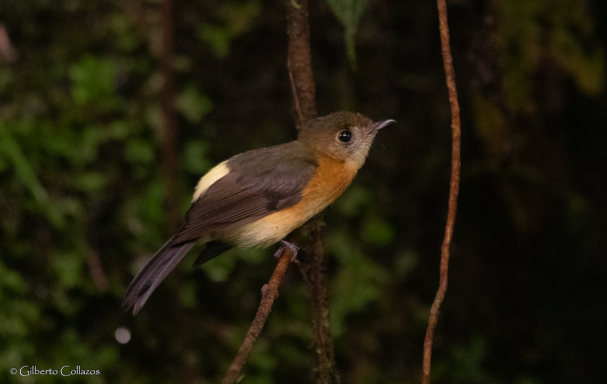 Sulphur-rumped Flycatcher - ML620779114