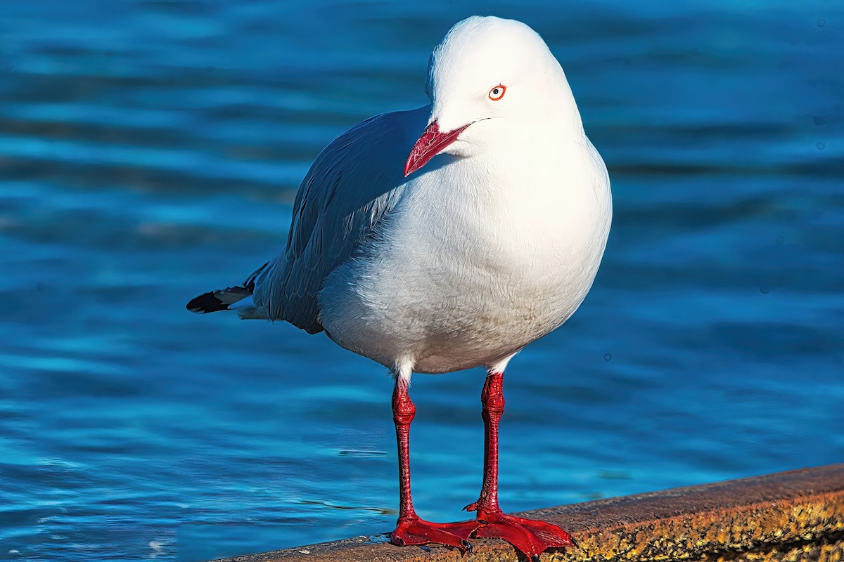 australmåke (novaehollandiae/forsteri) - ML620779117