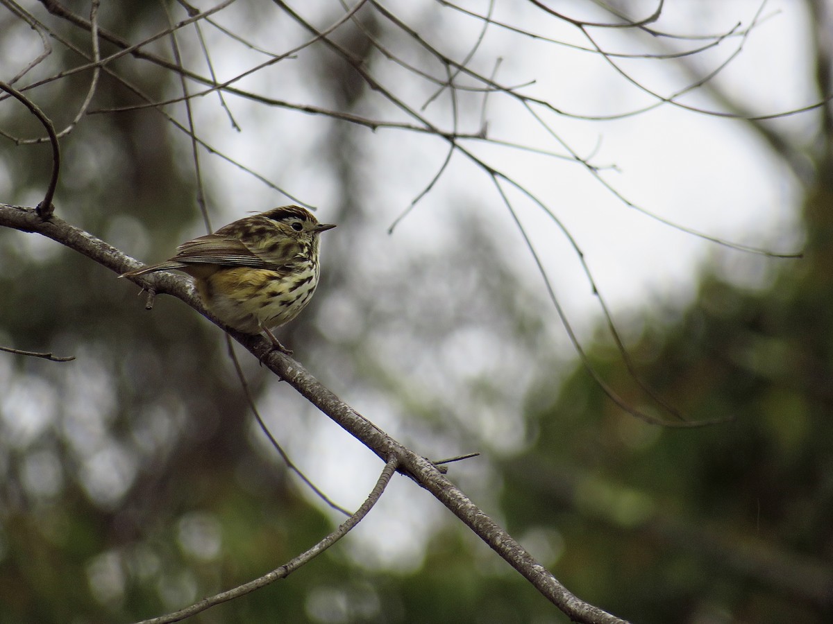 Speckled Warbler - ML620779118