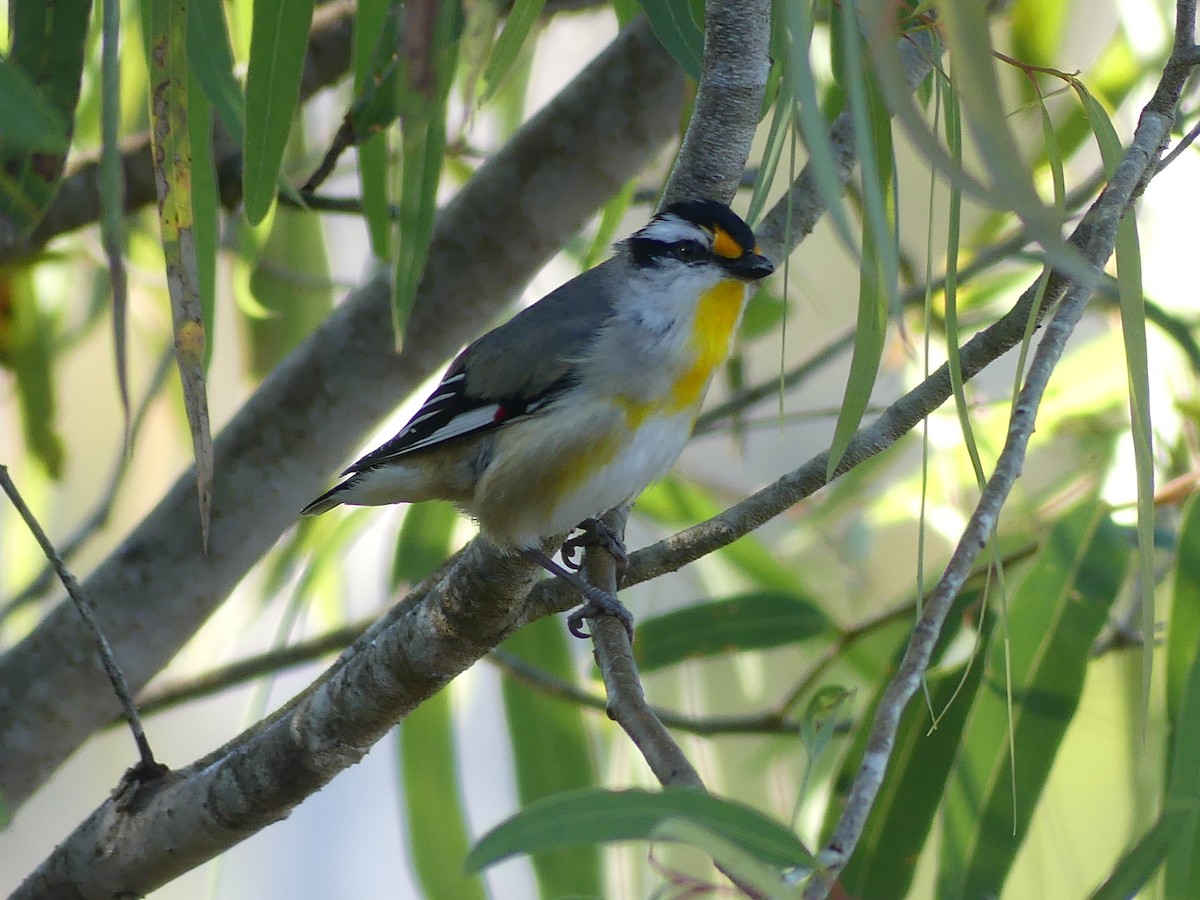 Streifenpanthervogel - ML620779121