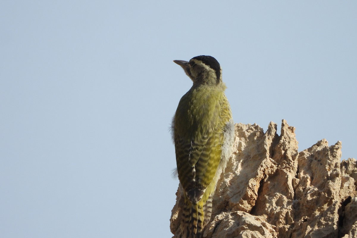 Scaly-bellied Woodpecker - ML620779126