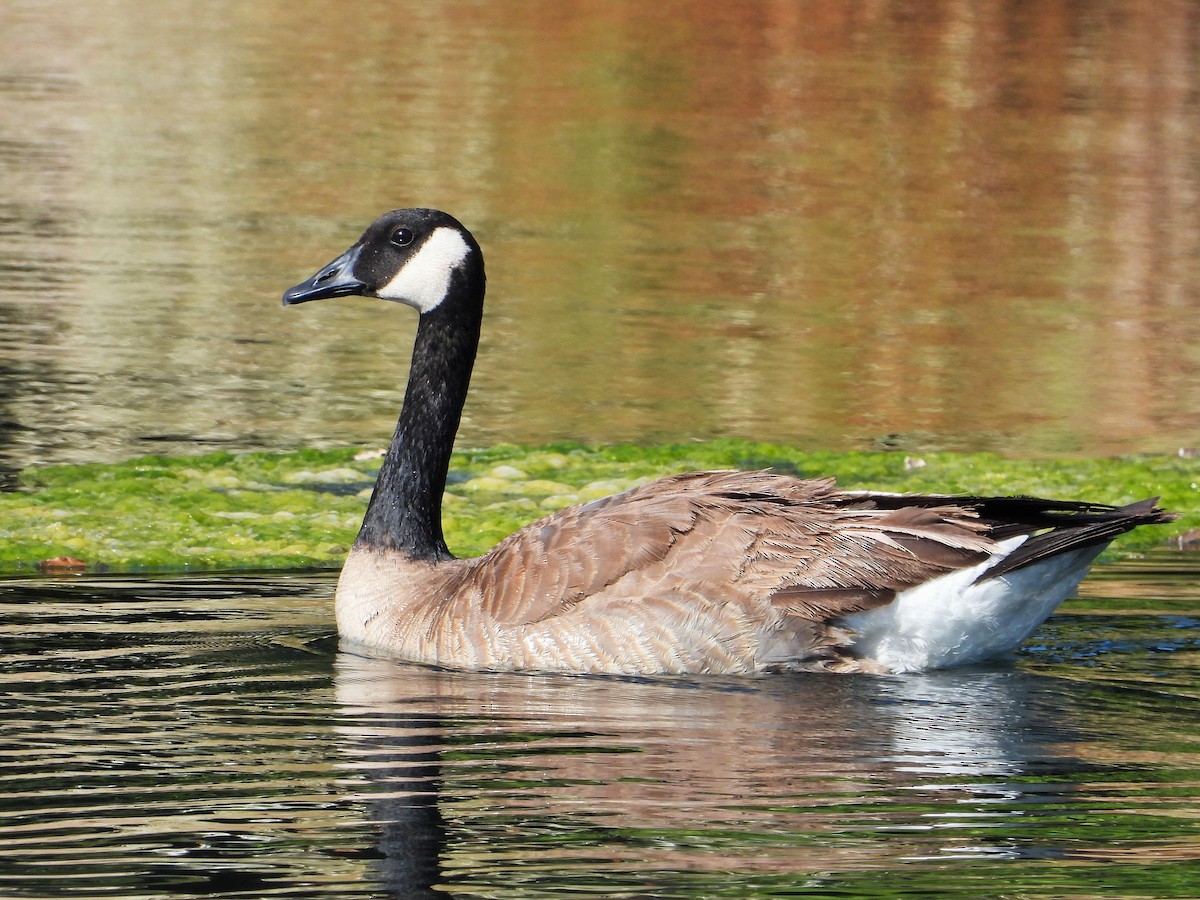 Canada Goose - ML620779127