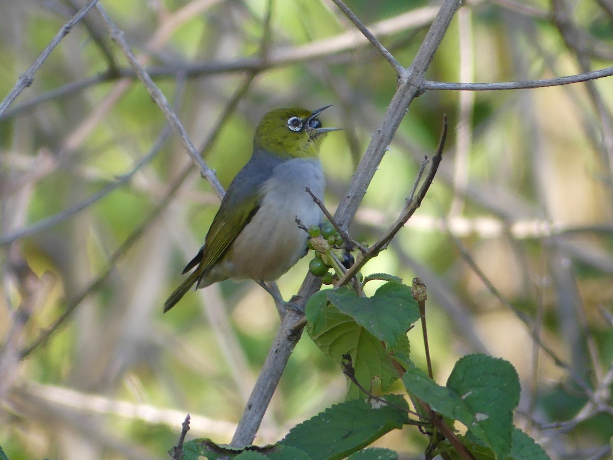 Graumantel-Brillenvogel - ML620779128