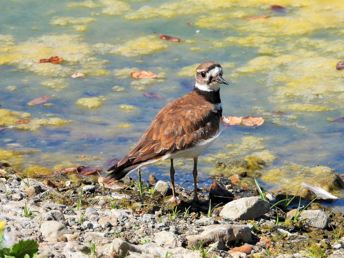 Killdeer - ML620779130