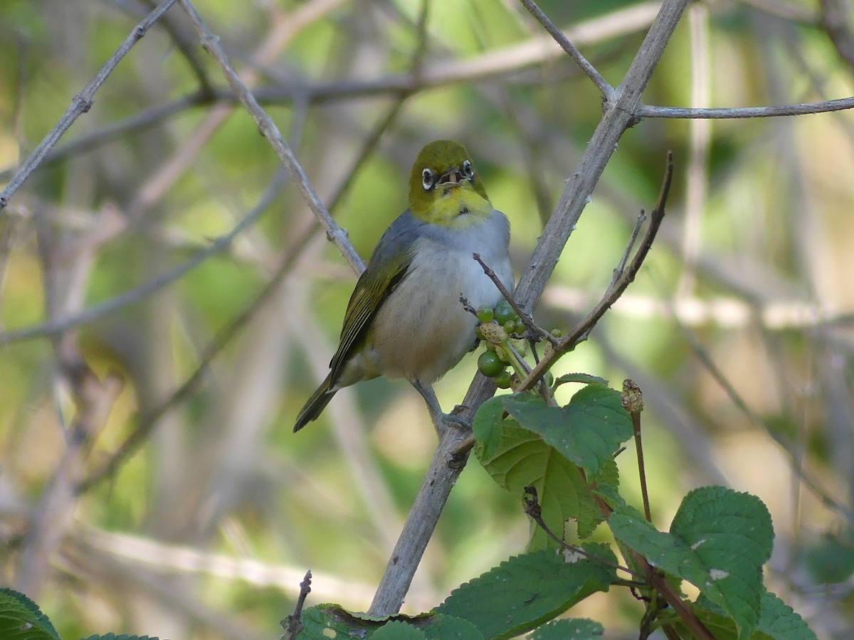 Graumantel-Brillenvogel - ML620779131