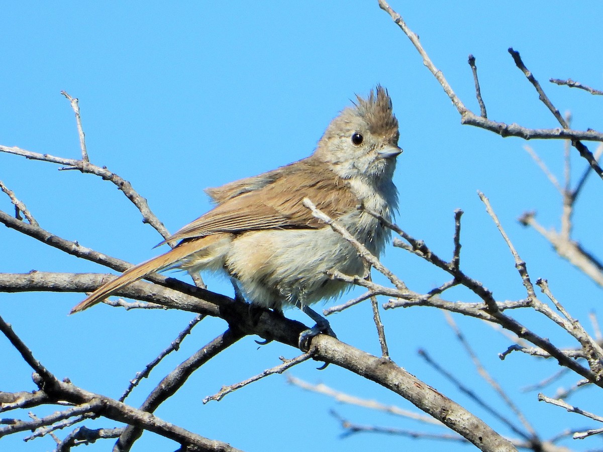 Oak Titmouse - ML620779136