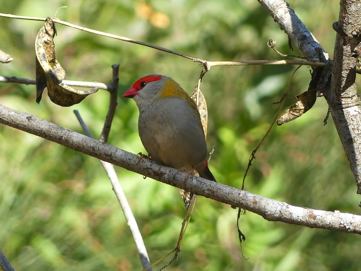 Red-browed Firetail - ML620779137