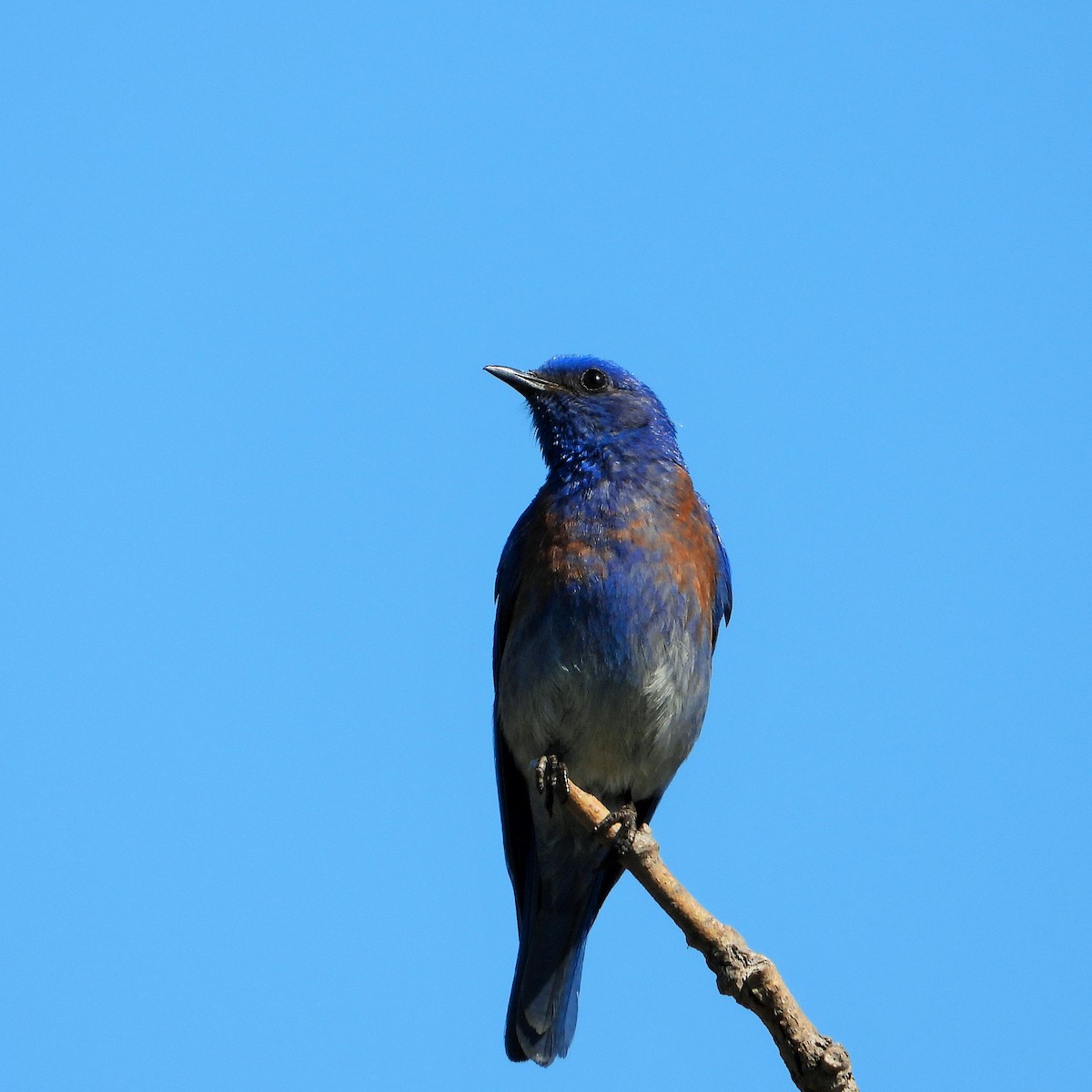 Western Bluebird - ML620779138