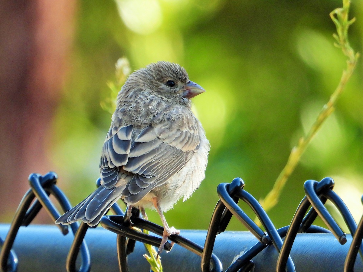 House Finch - ML620779139