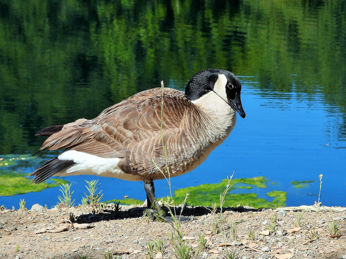 Canada Goose - ML620779141