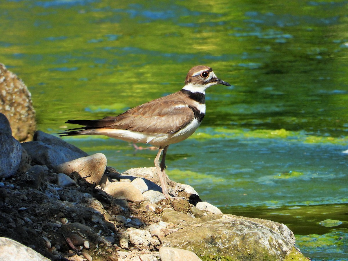 Killdeer - ML620779145