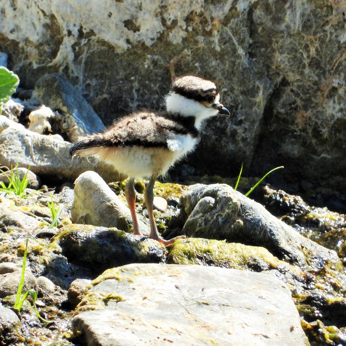 Killdeer - Carol Ann Krug Graves