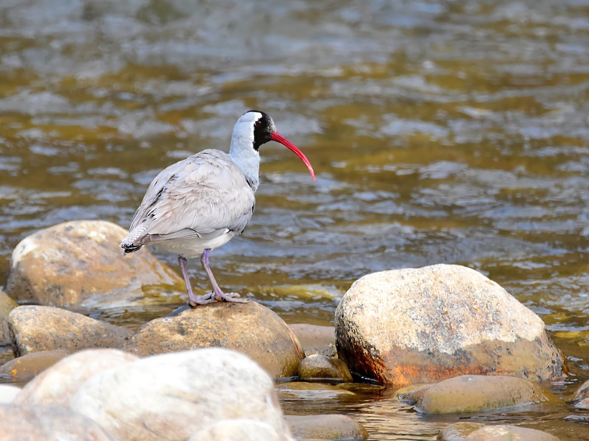 Ibisbill - Arup Ghosh