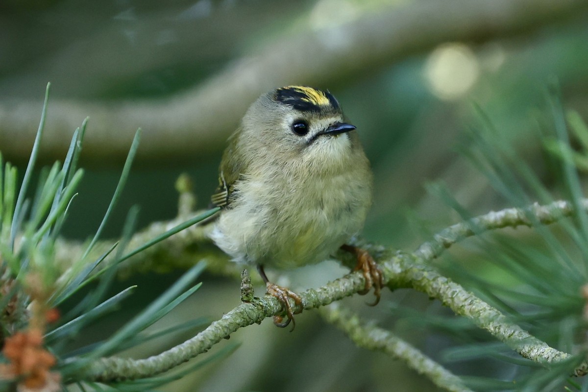 Goldcrest - ML620779153