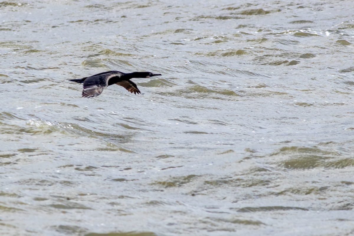 Brandt's Cormorant - ML620779154