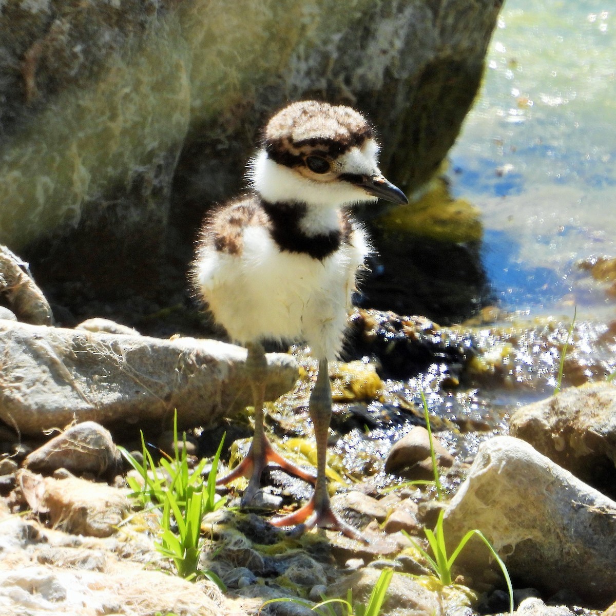 Killdeer - ML620779158