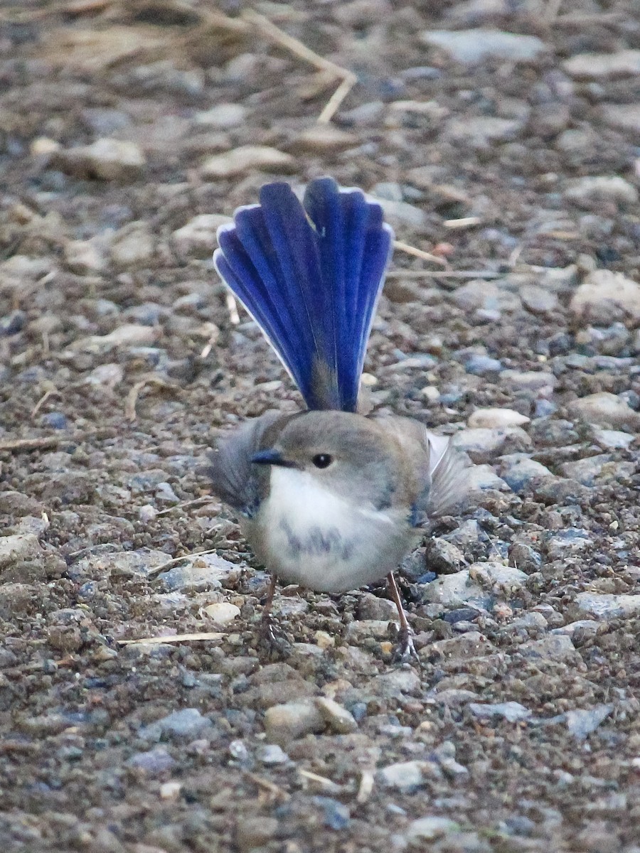 Superb Fairywren - ML620779160