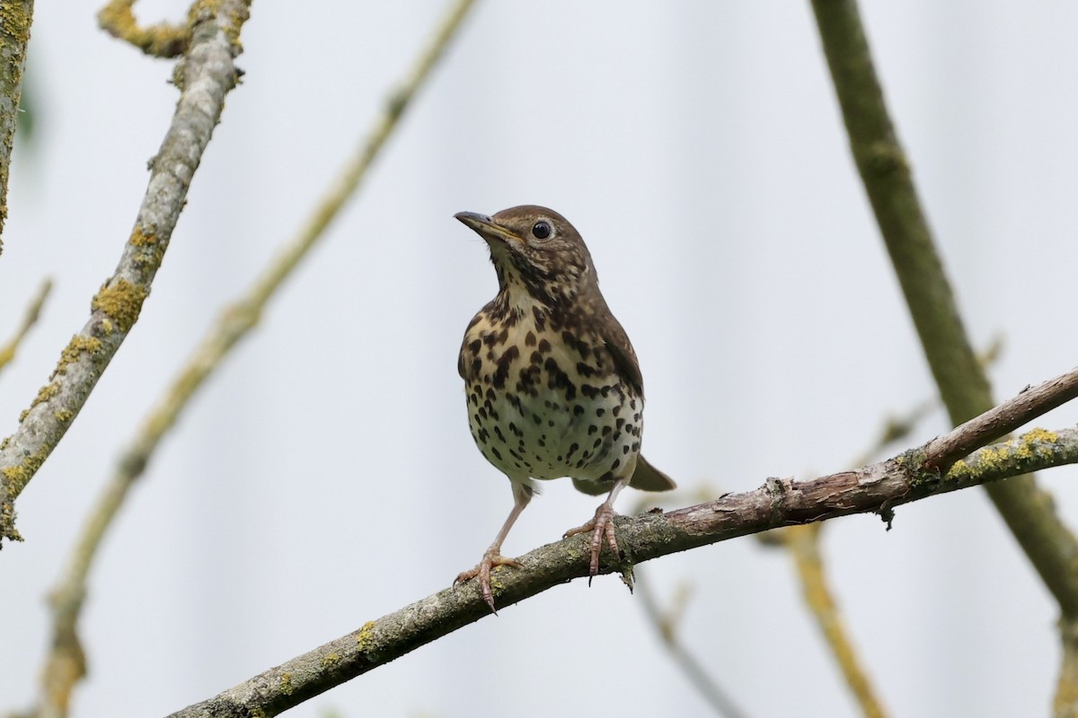 Song Thrush - Tyler Atkinson