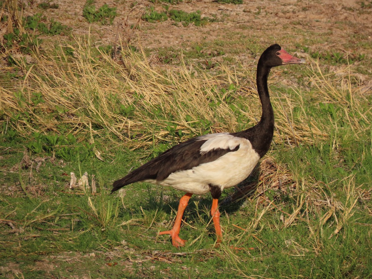 Magpie Goose - ML620779164