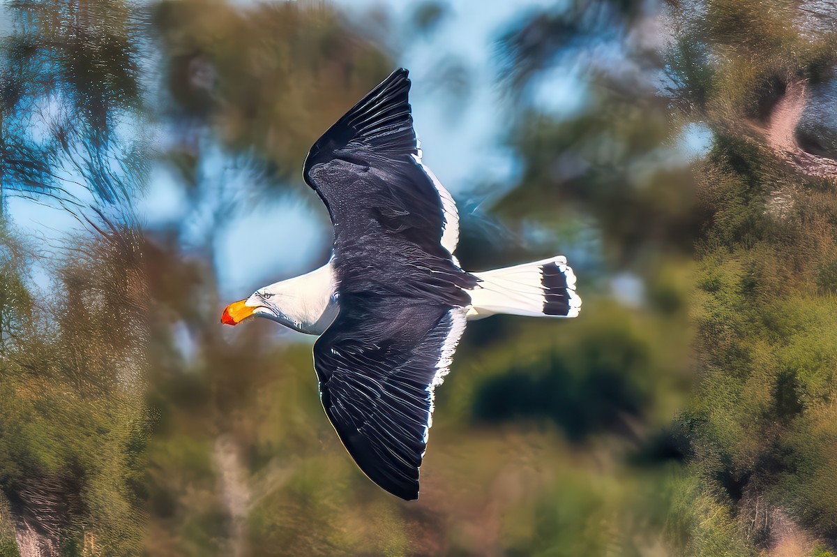 Gaviota de Tasmania - ML620779167