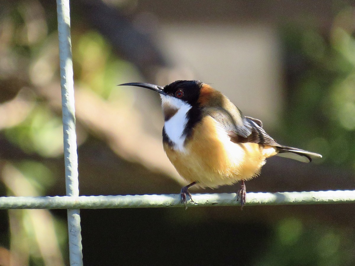 Eastern Spinebill - ML620779170