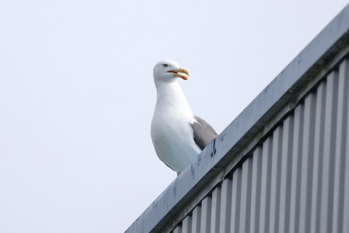 Lesser Black-backed Gull - ML620779171